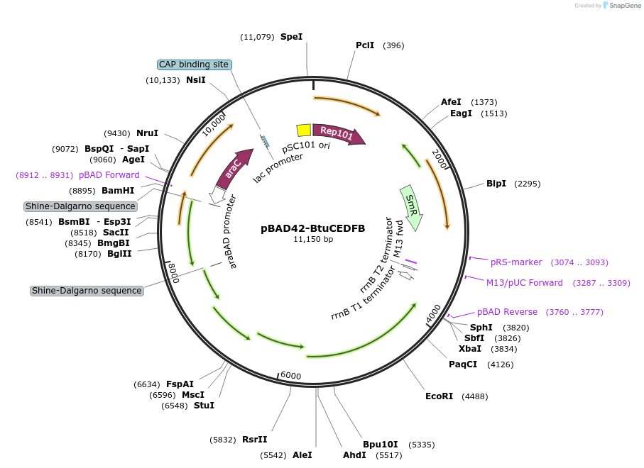 237541-plasmid-map-sequence-id-485461