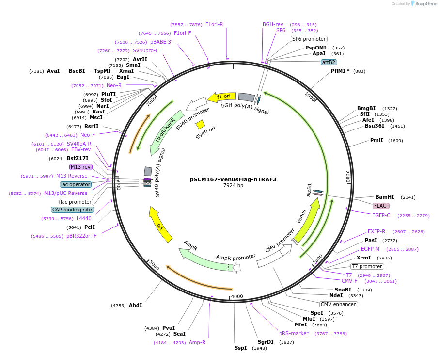 241875-plasmid-map-sequence-id-485462