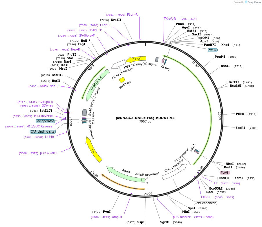 241871-plasmid-map-sequence-id-485463