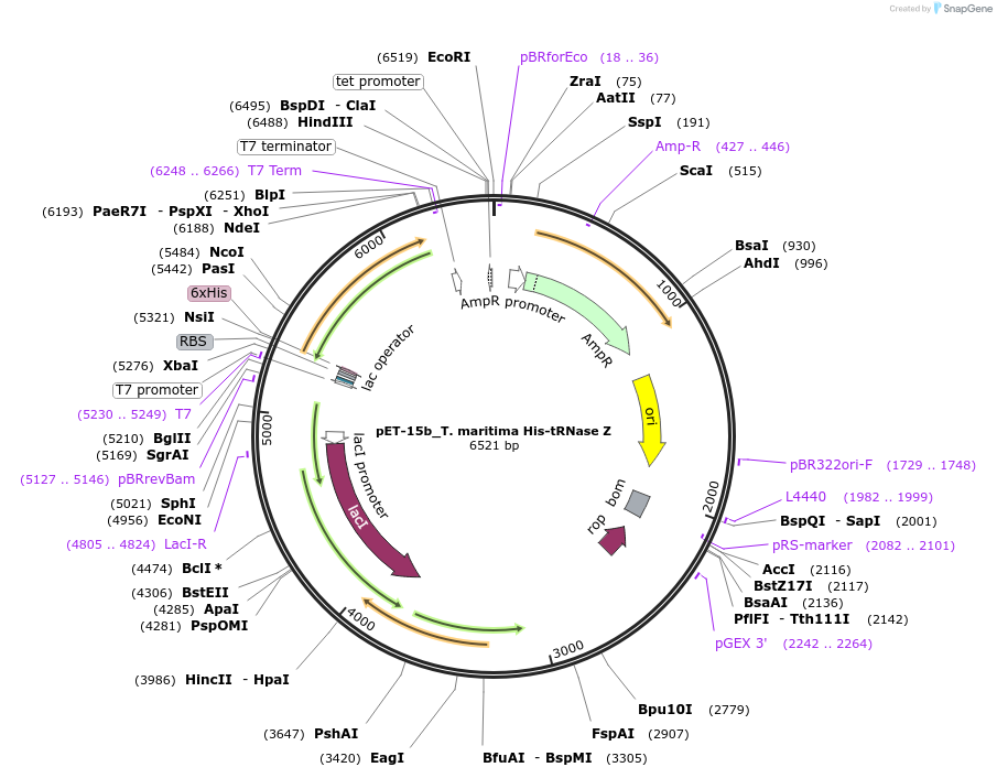242436-plasmid-map-sequence-id-485465