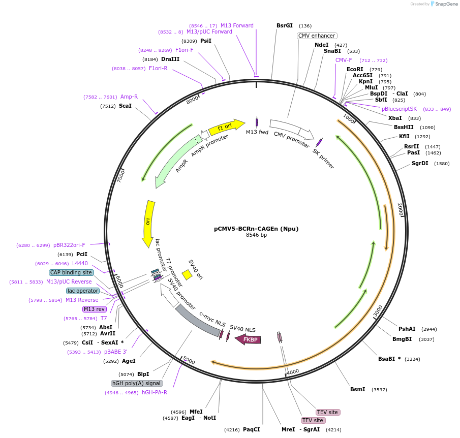 241419-plasmid-map-sequence-id-485467
