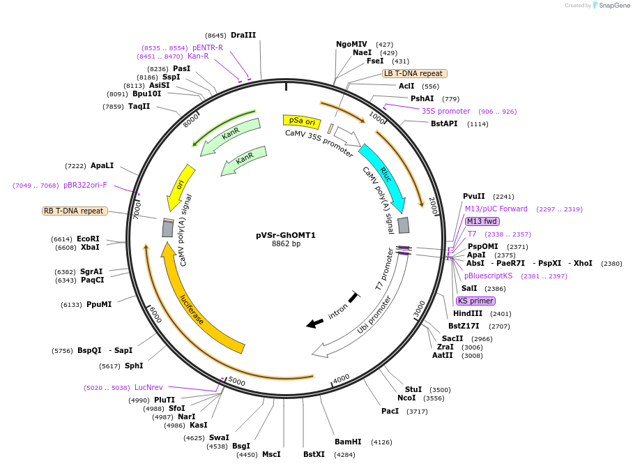 234932-plasmid-map-sequence-id-485471
