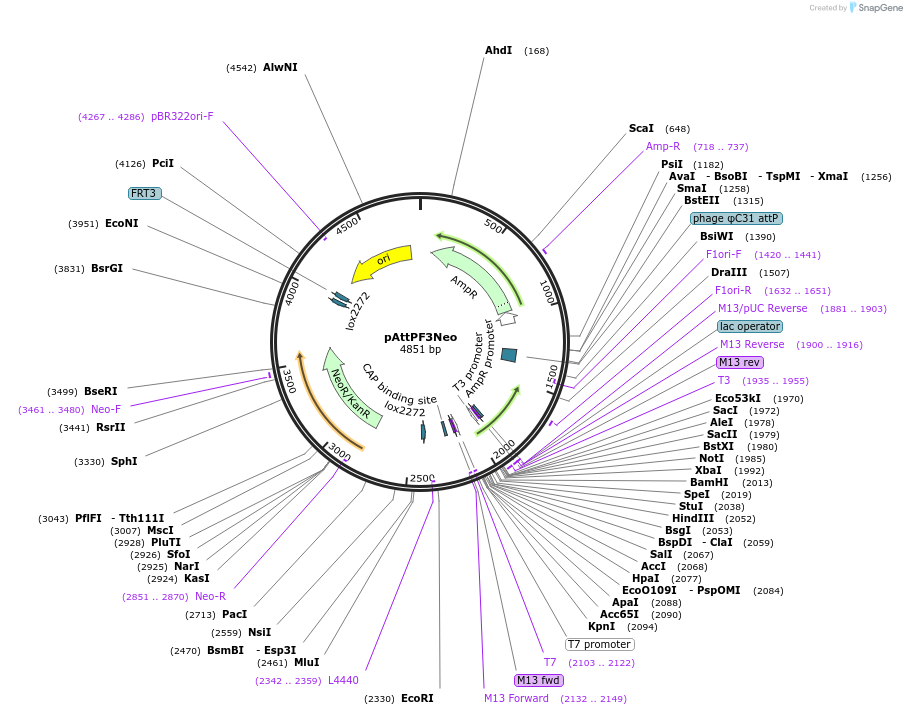 244930-plasmid-map-sequence-id-485475