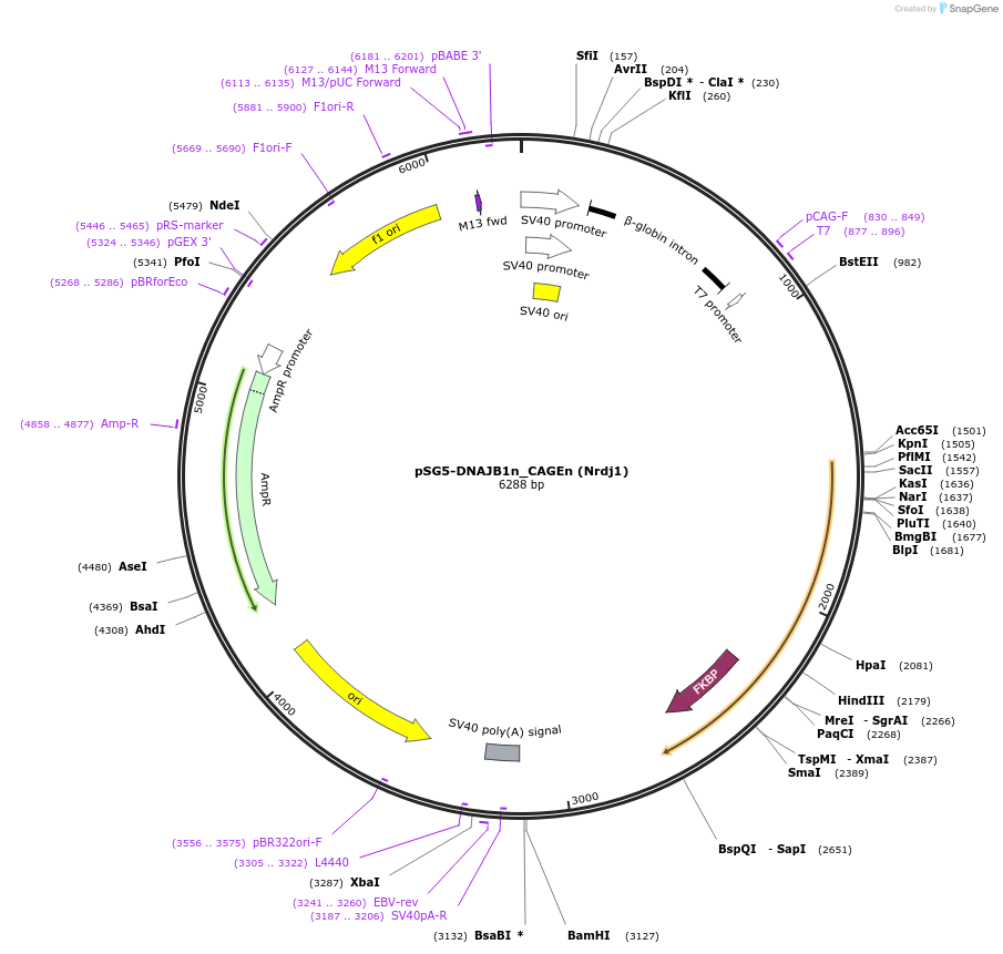 241422-plasmid-map-sequence-id-485476