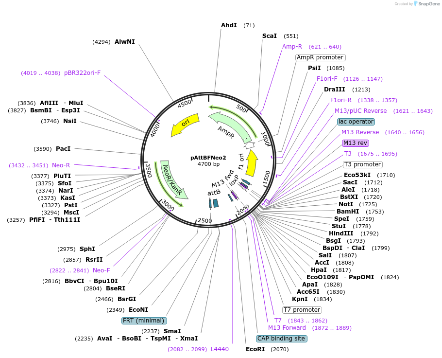244924-plasmid-map-sequence-id-485477