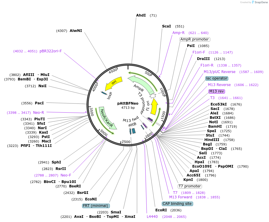244923-plasmid-map-sequence-id-485479