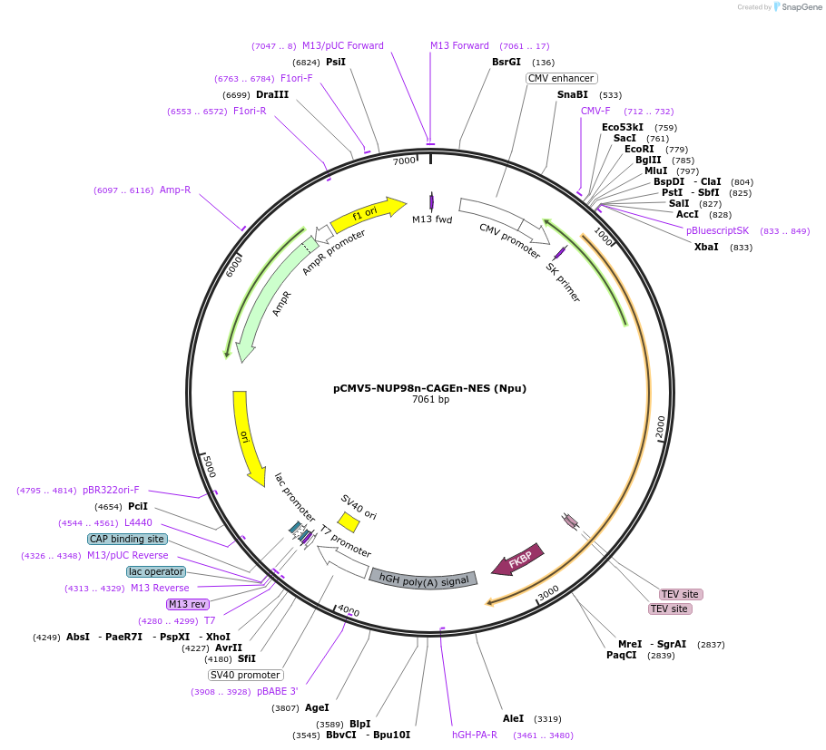241417-plasmid-map-sequence-id-485480
