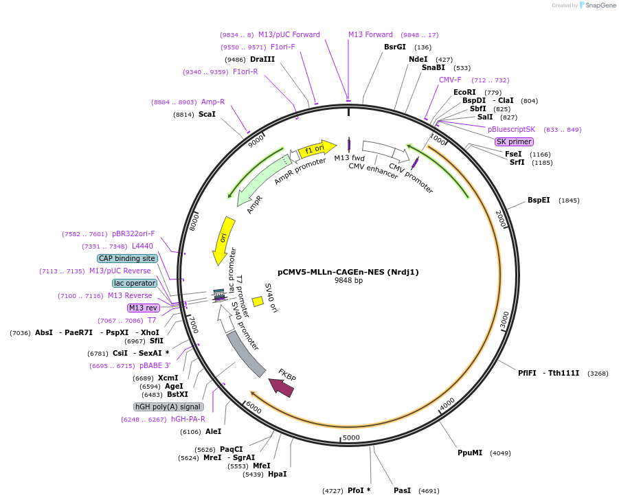 241412-plasmid-map-sequence-id-485481