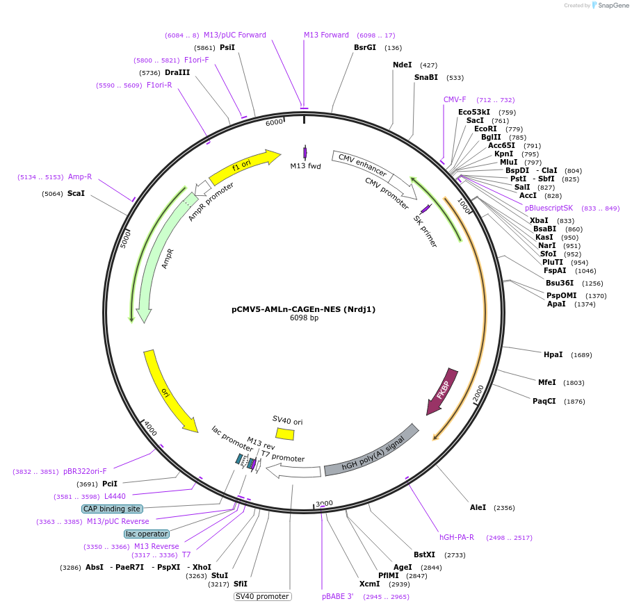 241408-plasmid-map-sequence-id-485482