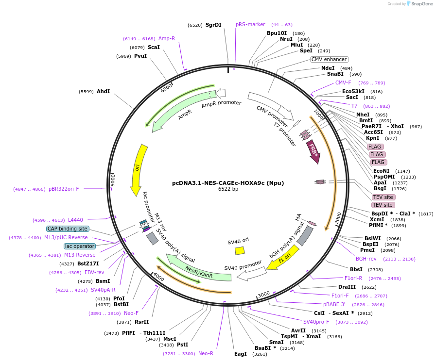 241415-plasmid-map-sequence-id-485483