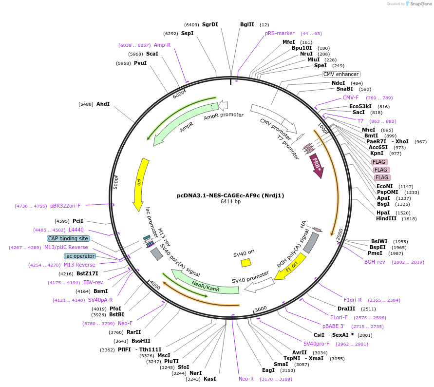 241414-plasmid-map-sequence-id-485484