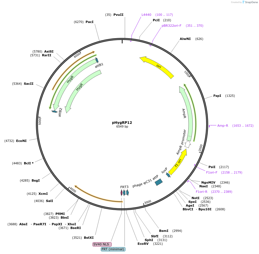 244905-plasmid-map-sequence-id-485485
