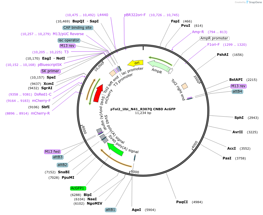 241361-plasmid-map-sequence-id-485486