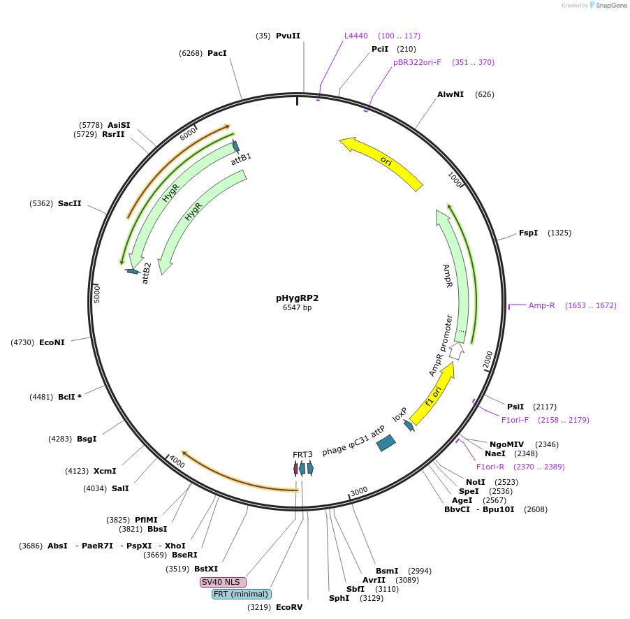 244904-plasmid-map-sequence-id-485487