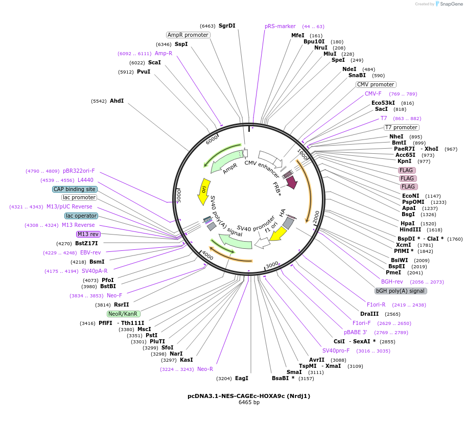 241416-plasmid-map-sequence-id-485488