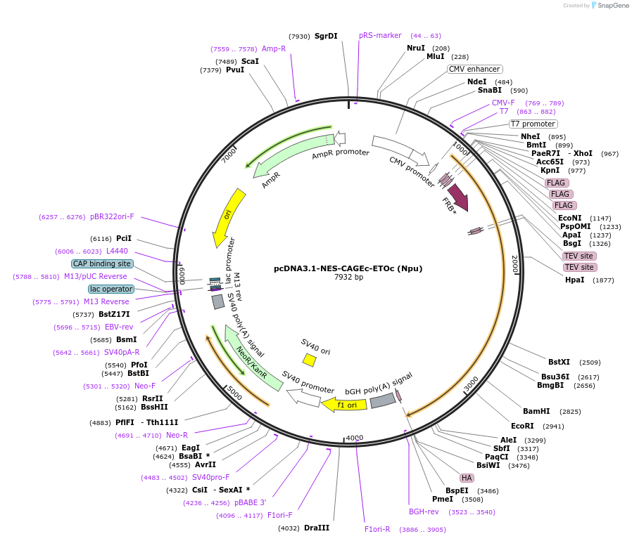 241409-plasmid-map-sequence-id-485489