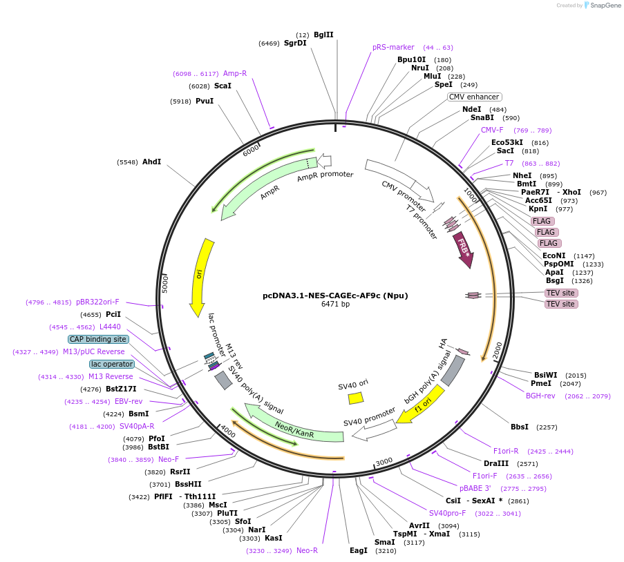 241413-plasmid-map-sequence-id-485490