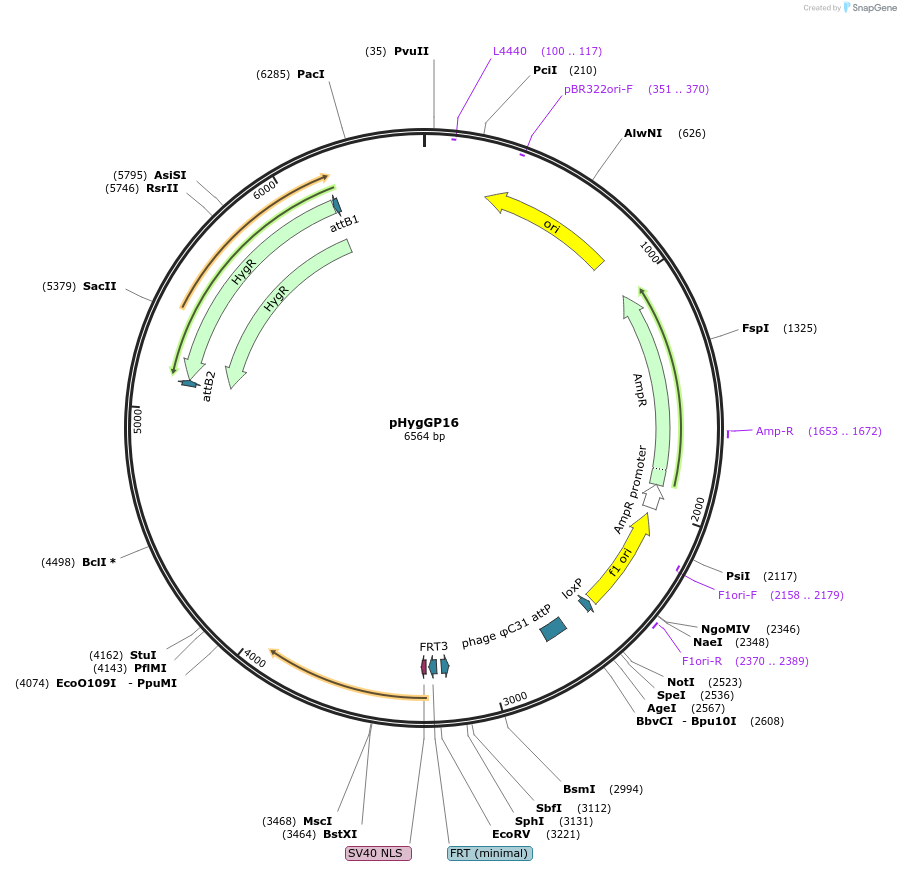 244903-plasmid-map-sequence-id-485493