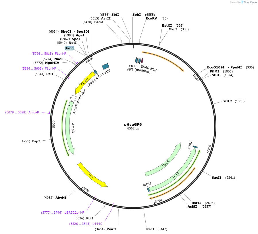 244902-plasmid-map-sequence-id-485494