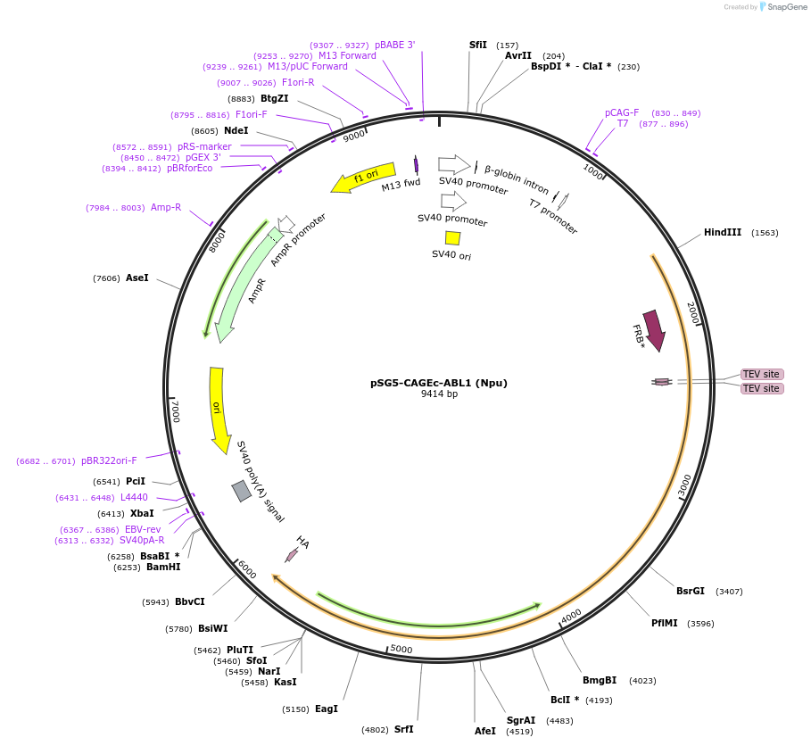 241420-plasmid-map-sequence-id-485496