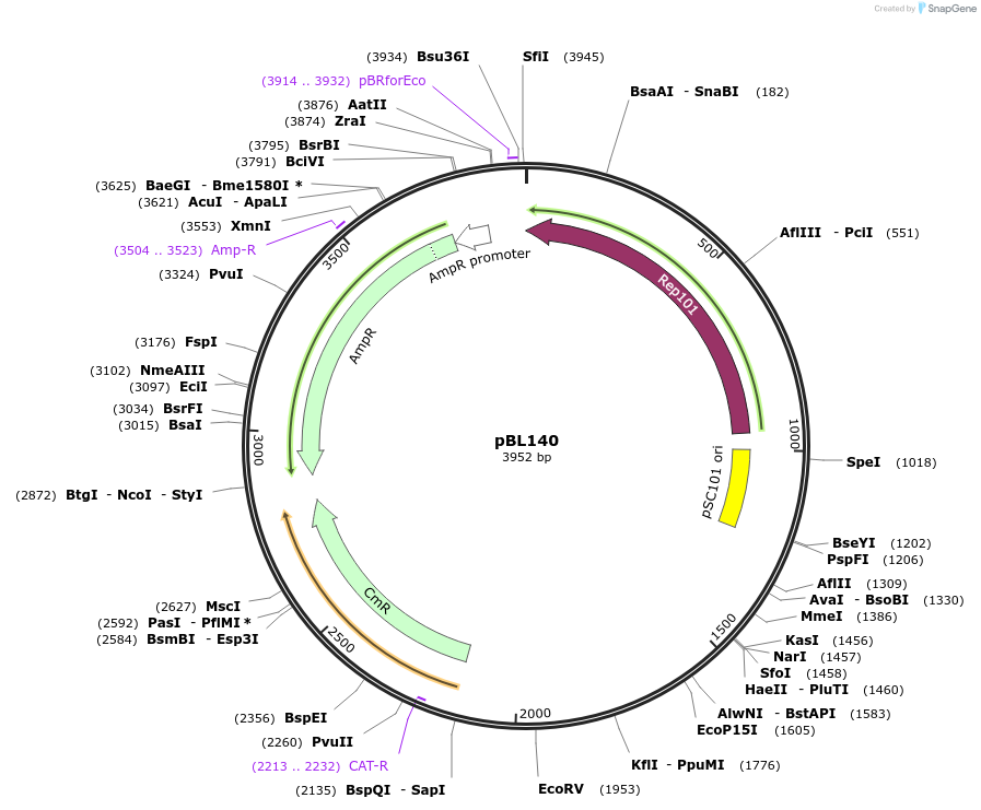 239092-plasmid-map-sequence-id-485502