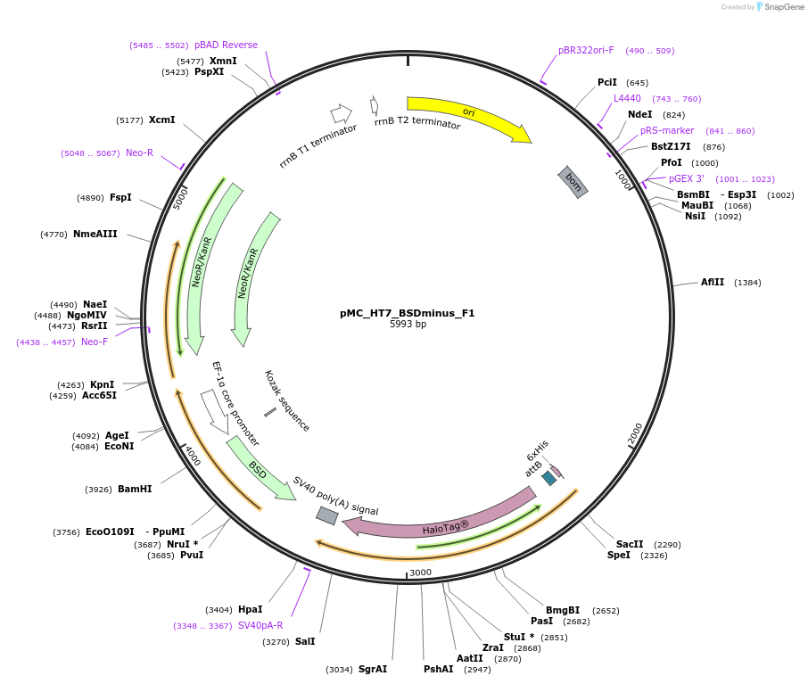 225628-plasmid-map-sequence-id-485504