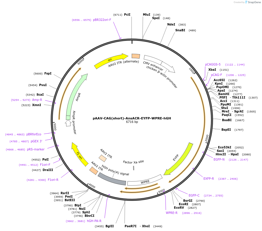238347-plasmid-map-sequence-id-485507