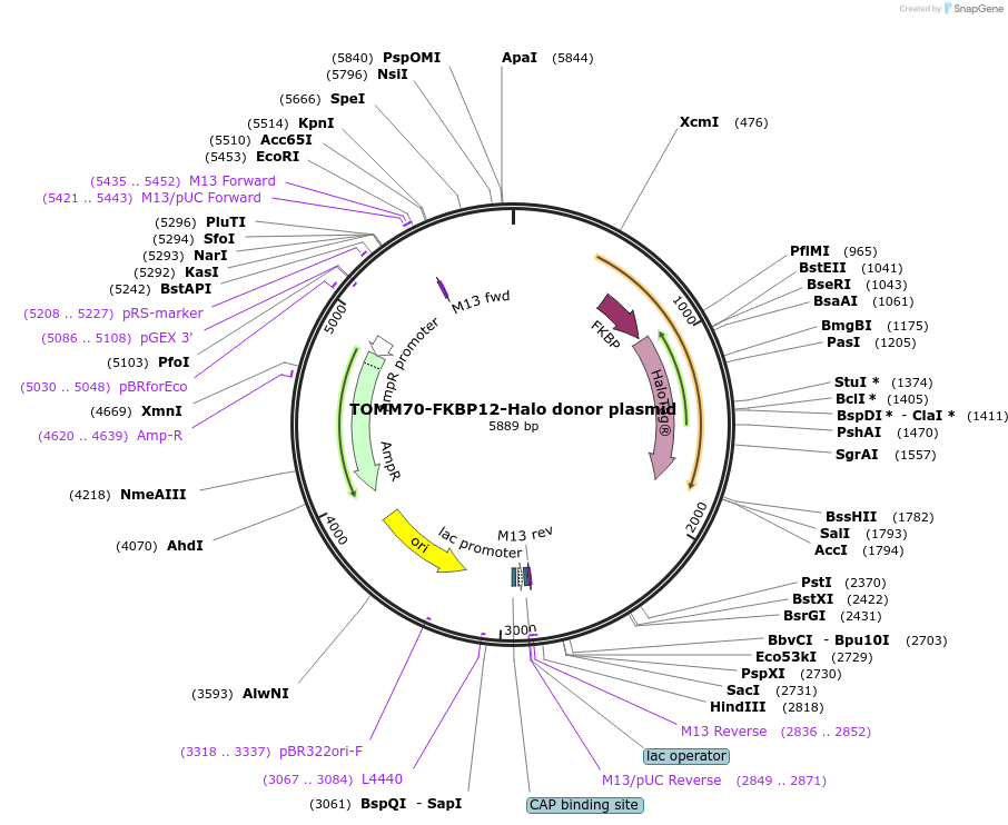 239867-plasmid-map-sequence-id-485508