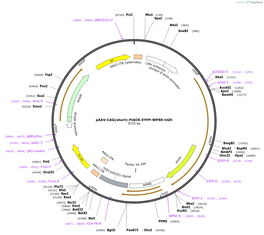 238348-plasmid-map-sequence-id-485513