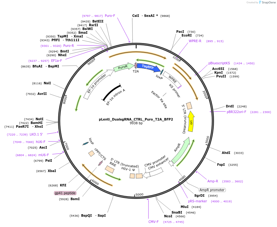 236730-plasmid-map-sequence-id-485524