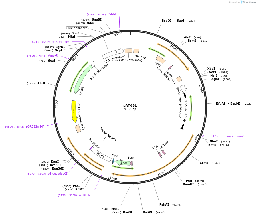 242611-plasmid-map-sequence-id-485599