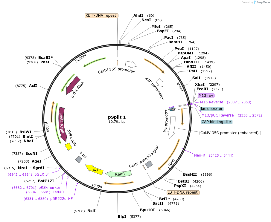 240576-plasmid-map-sequence-id-485600