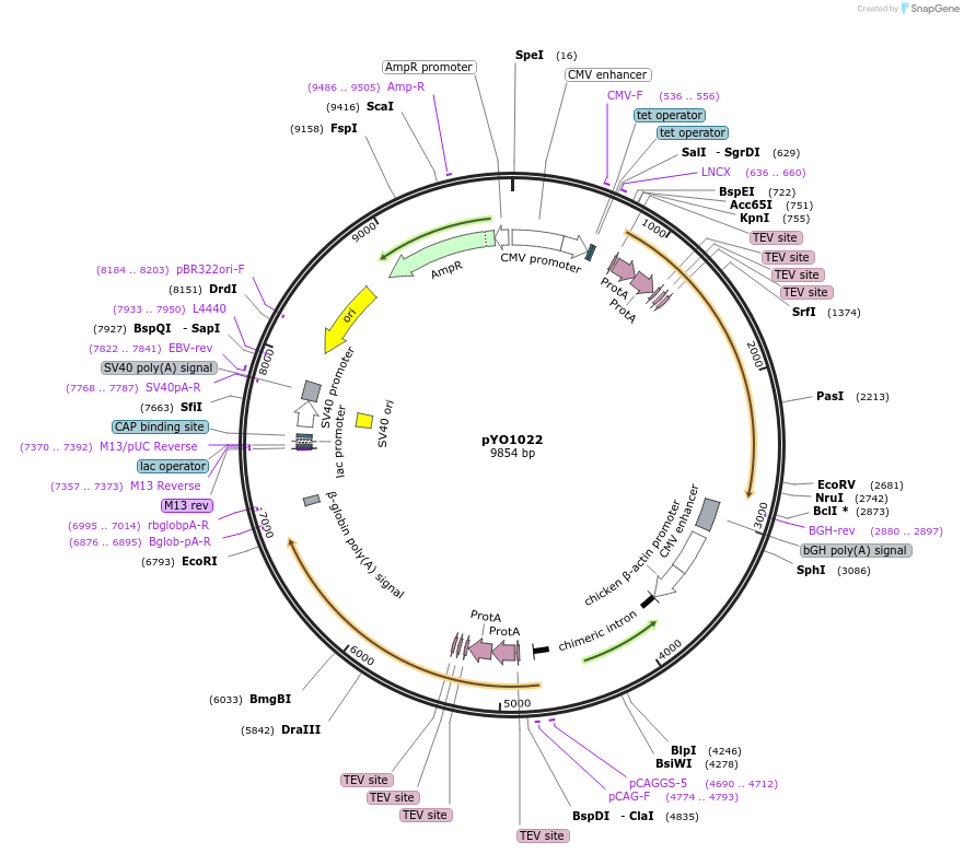 242503-plasmid-map-sequence-id-485602