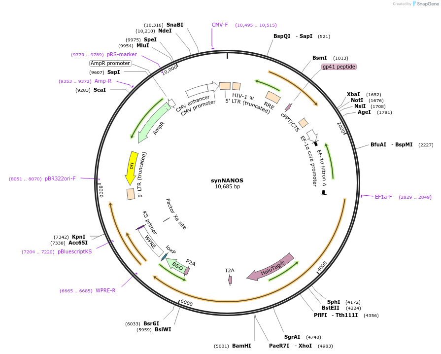 242616-plasmid-map-sequence-id-485608
