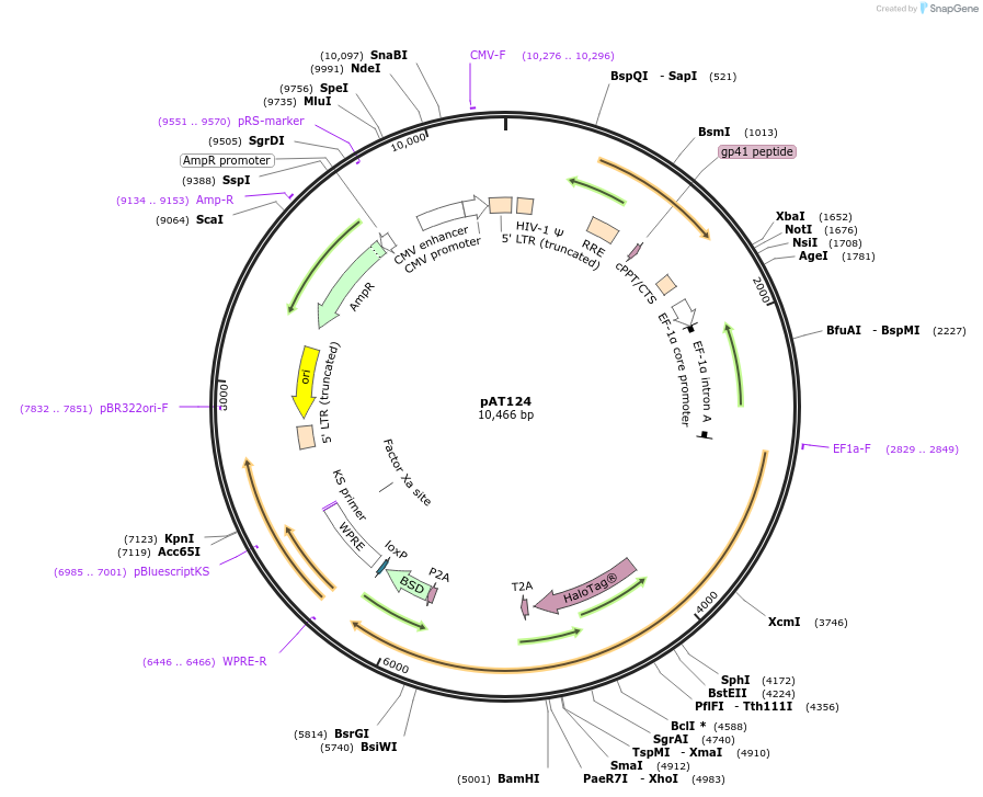 242615-plasmid-map-sequence-id-485610