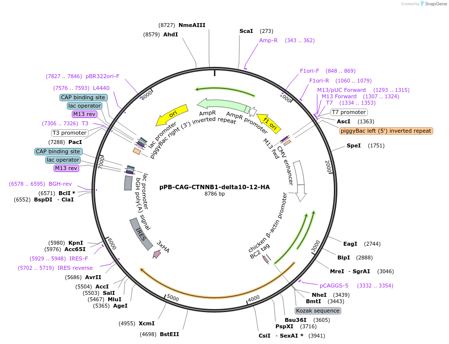 242222-plasmid-map-sequence-id-485618