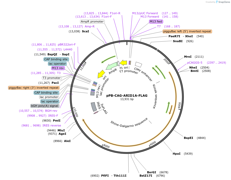 242209-plasmid-map-sequence-id-485621