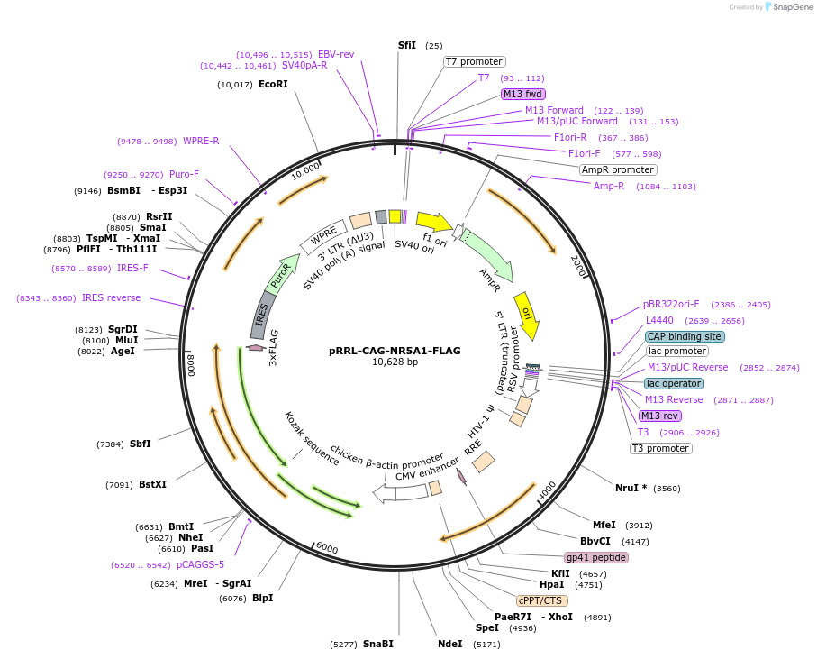 242229-plasmid-map-sequence-id-485622