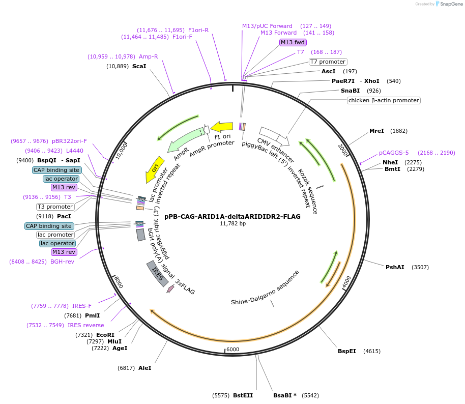 242214-plasmid-map-sequence-id-485623