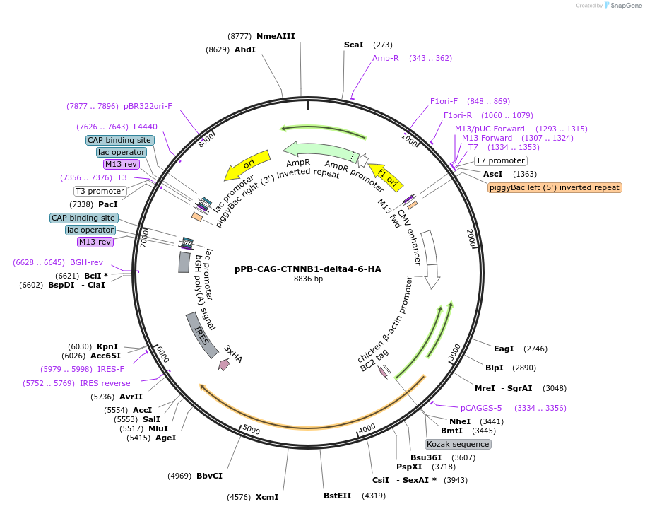 242220-plasmid-map-sequence-id-485624