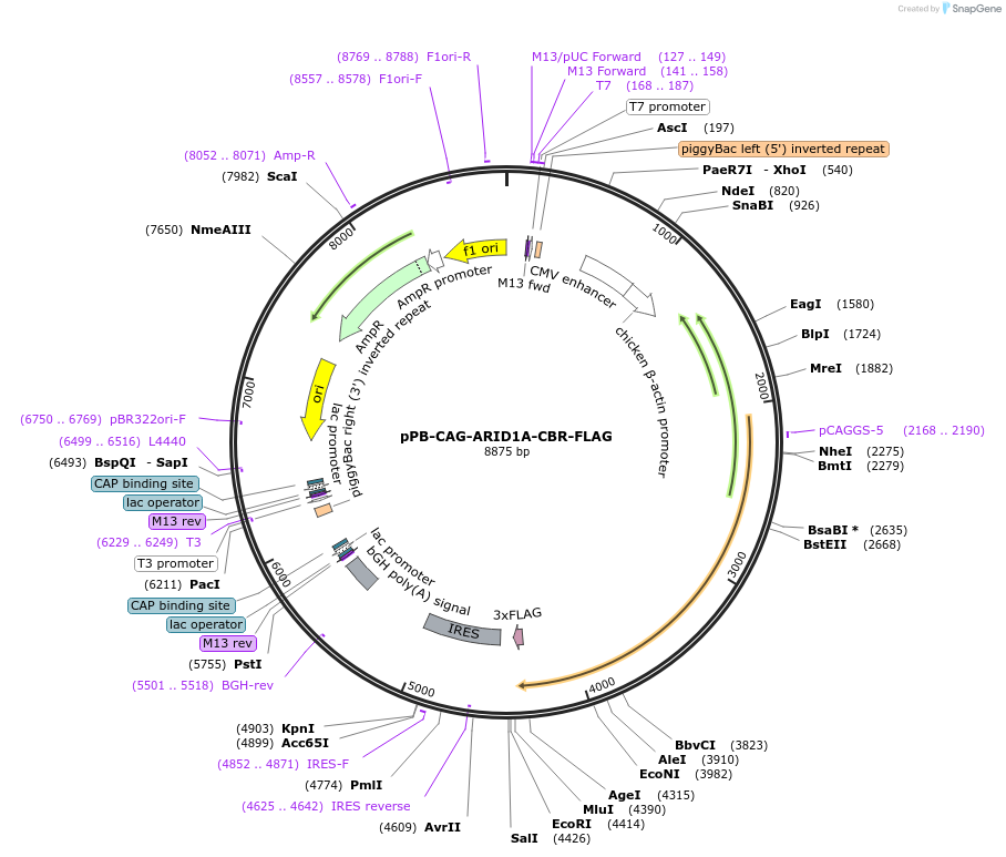 242212-plasmid-map-sequence-id-485625