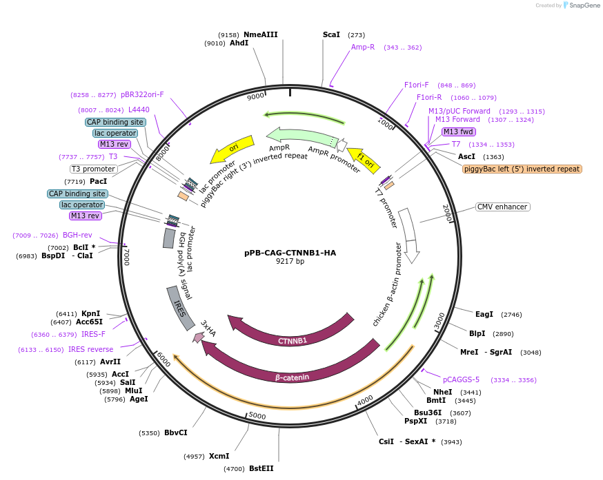 242217-plasmid-map-sequence-id-485626