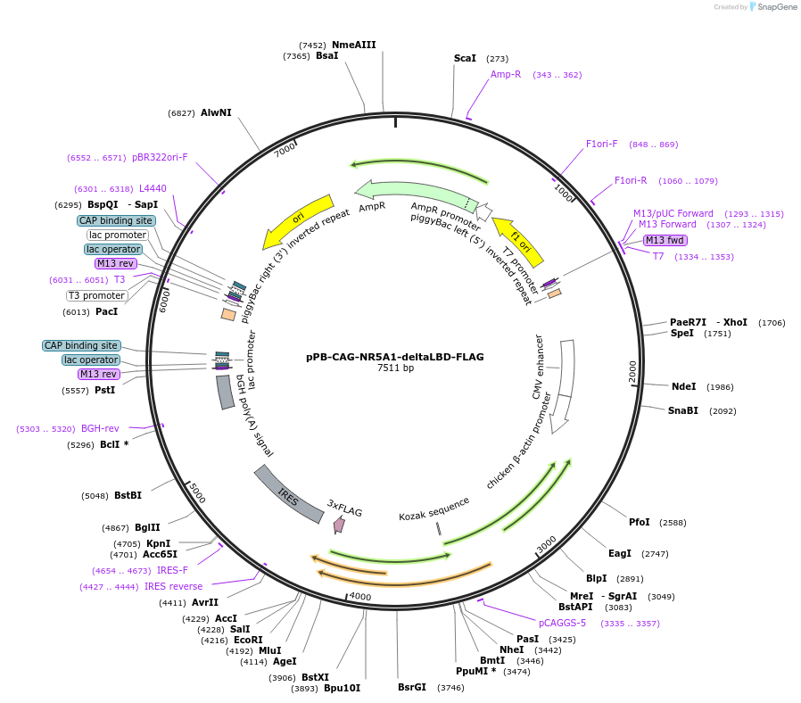 242228-plasmid-map-sequence-id-485627