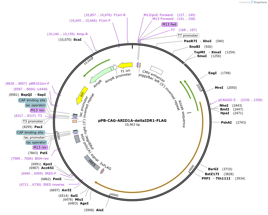 242210-plasmid-map-sequence-id-485630