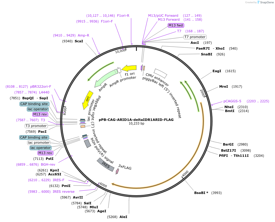 242211-plasmid-map-sequence-id-485631