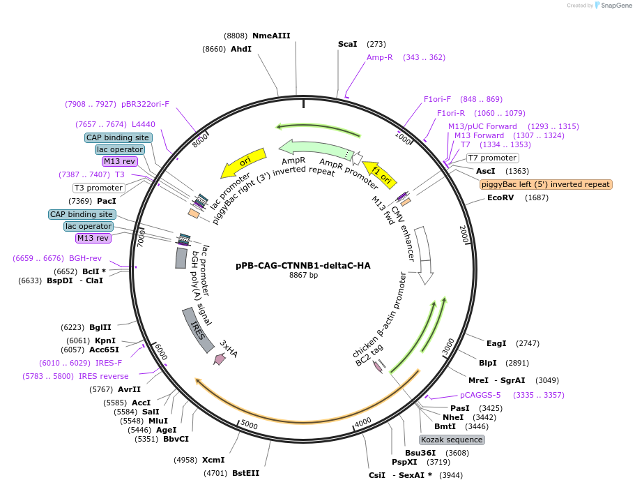 242223-plasmid-map-sequence-id-485632