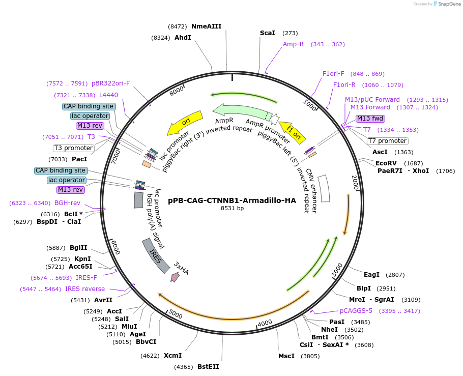 242224-plasmid-map-sequence-id-485633