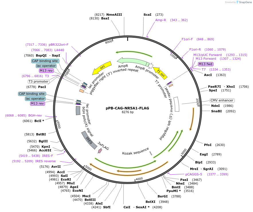 242227-plasmid-map-sequence-id-485636