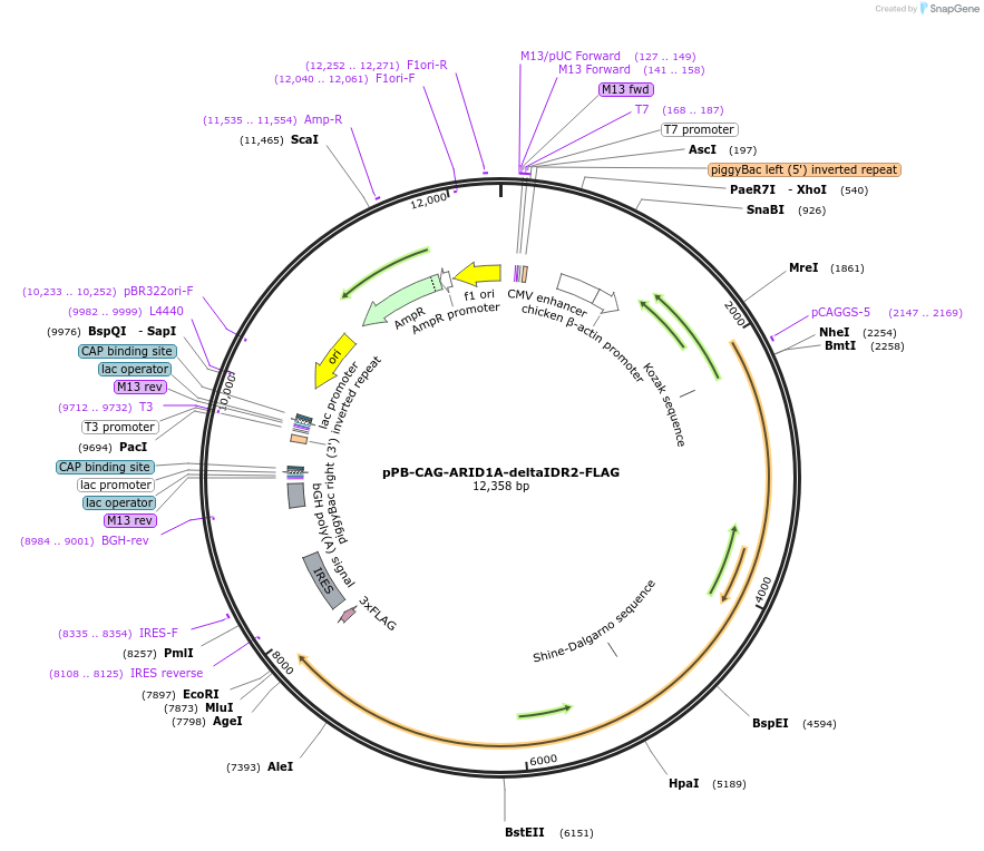 242215-plasmid-map-sequence-id-485637