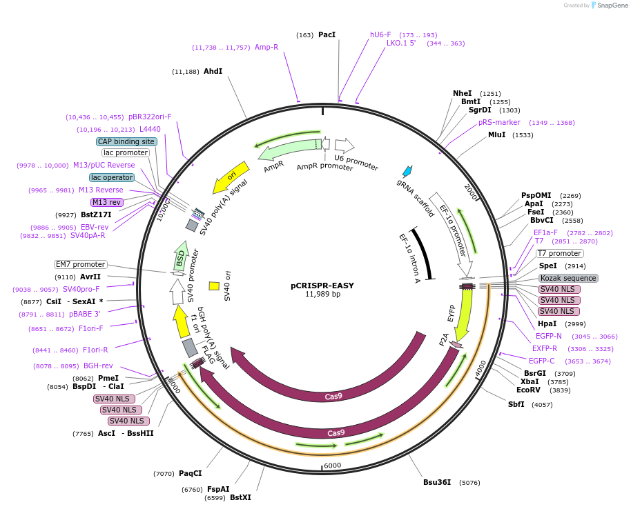 241237-plasmid-map-sequence-id-485643
